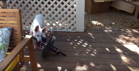 This Tiny Pup Doesn't Quite Know How The Wheel Works, But Has Fun Anyway!