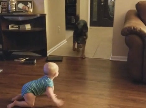 Watch How This Baby And The Puppy Chase Each Other In The House!