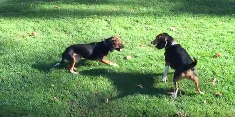Would You Believe This Pup Was Hit By A Car? Nope, He Made Excellent Recovery!