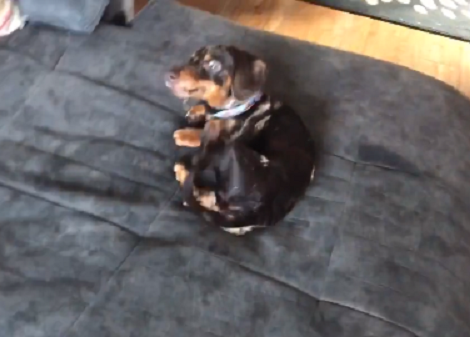 This Adorable Pup Is Chasing Her Tail, And It's Funny To Watch!