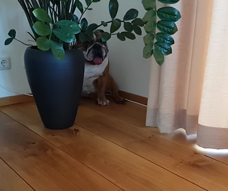 This Adorable Pup Is An Absolute Boss When Playing Hide-N-Seek! Aww!!