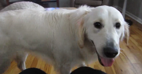 When They're Not Going Out, These Pups Are Busy Playing Tug-Of-War Indoors!
