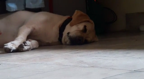This Pup Is Fast Asleep, But Watch Closely As She's About To Multitask!