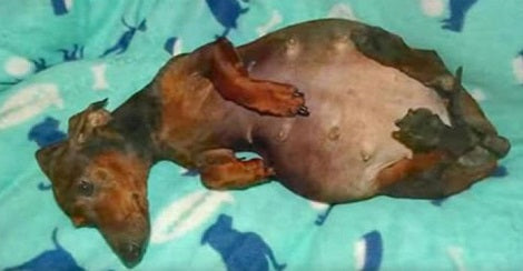 Abandoned and Injured Pregnant Dachshund Overcomes The Odds!