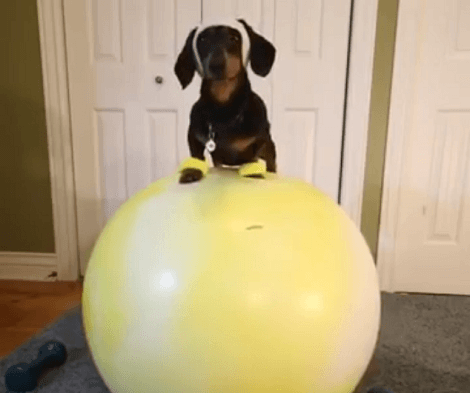 This Adorable Pup's New Year Resolution Is Out Of The World! Check This Out!