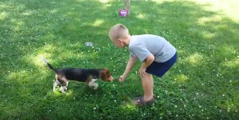 Can You Believe That This Pup Is Blind? He Doesn't Let It Stop Him From Playing!