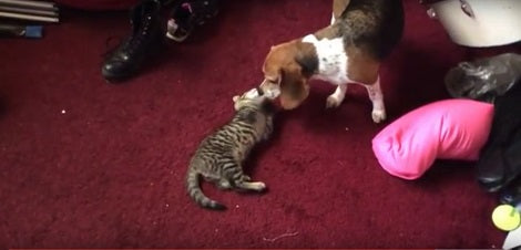 You Won't Believe What This Beagle And Cat Were Doing Before Cuddle Time!