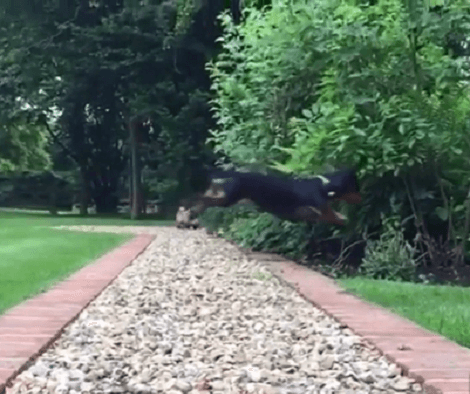 This Adorable Pup Is Showing The World Just How High He Can Jump!