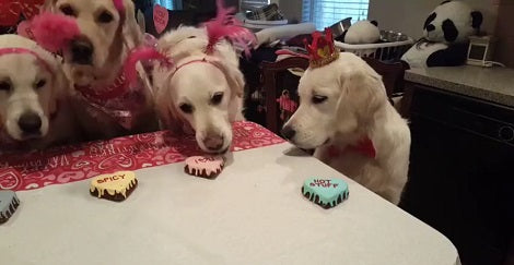 The Amount Of Fun These Pups Had On Valentine's Day Will Make You Jealous!