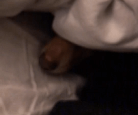 This Adorable Pup Is Left Completely Bamboozled! Check Out Why!