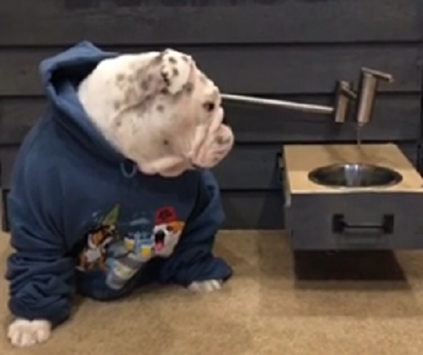 This Pup Gets Water From The Tap Built On His Custom Doghouse!