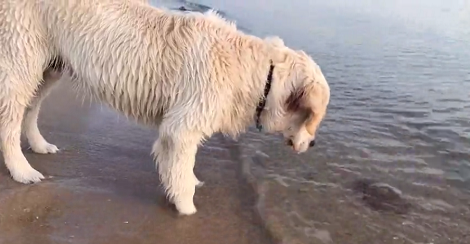 This Adorable Pup Just Made A New Friend - A Jellyfish!