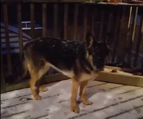 Whenever There's Snow, This Pup's Sure To Be There Playing In It!
