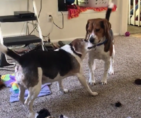 This Is Exactly What Happens When You Have Two Pups At Home!
