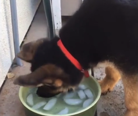 How This Pup Chills During Hot Summers Is Going To Freeze Your Mind!
