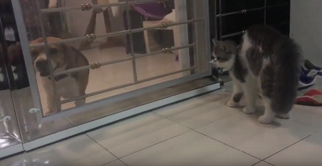 Adorable Pup Meets Cat For The First Time, But Cat Has No Idea What To Do!