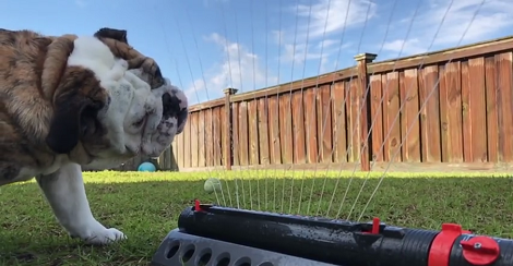 What Happens When You Put A Pup And A Water Sprinkler Together? Take A Look!