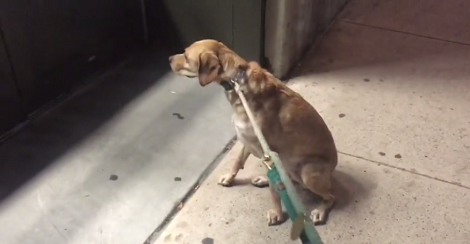 Poor Dog Is Upset Because Pet Store Is Closed And Won't Open Till The Next Day!