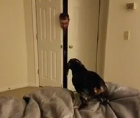 This Pup Doesn't Know Where The Rest Of His Dad Disappeared!