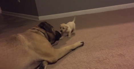 Tiny Puppy Thinks Massive Brother Is His Mommy! Their Interaction Is Beautiful!
