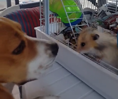 Watch How Desperately This Pup Tries To Befriend A Hamster! Aww!