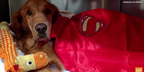 Wagon Riding Pup Who Stole Everyone's Hearts Has Sadly Passed Away...