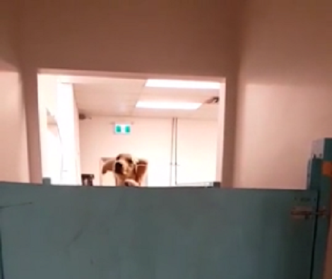 As Soon As This Pup In Daycare Sees Her Mommy Her Excitement Hits The Roof!