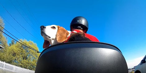 As Soon As Daddy's About To Go Out, This Pup Begs To Join Him On His Bike!