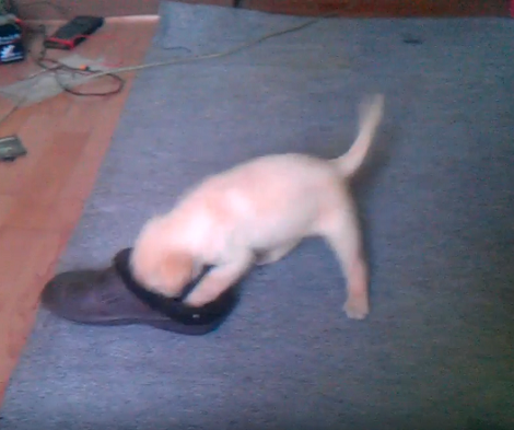 This Adorable Pup Has Taken Up An Impossible Mission - To Chew Shoes!