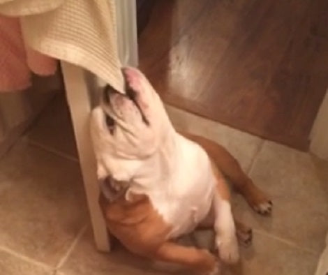 This Adorable Pup's Definition Of Hanging Out Will Make You Laugh Out Loud!