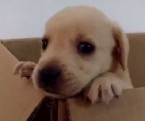 They Put Their Adorable Pup In A Box... And She Wants To Get Out!
