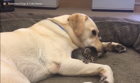 Can Dogs And Cats Be Friends? This Video Will Melt Your Heart!