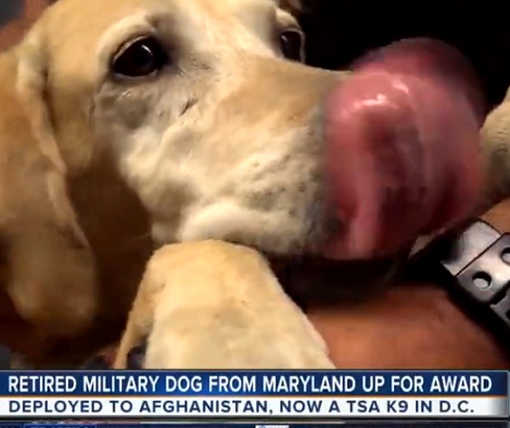 Retired Military Pup Is Up For Awards For Saving Millions Of Lives!