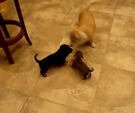 What Happens When Tiny Puppies Take Over Your Home?! Check This Out!