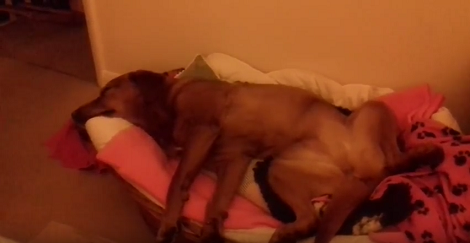 This Adorable Pup Is So Tired She Fell Asleep In The Funniest Way Ever!