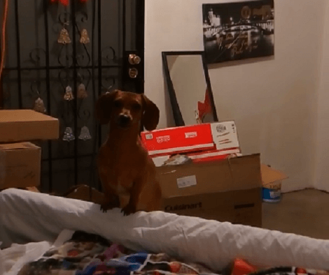 This Adorable Pup Absolutely Hates Flies! Check Out How He Tries To Bite Them!