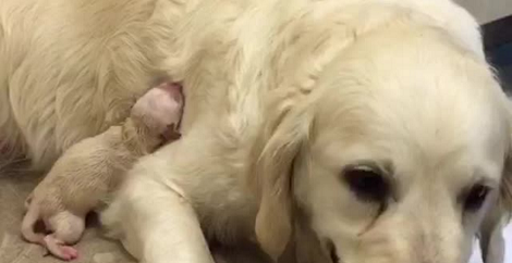 This Proud Momma Just Gave Birth To Her Very First Baby... Such A Special Moment!