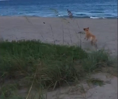 This Adorable Pup Is Having The Time Of His Life... He's At The Beach!