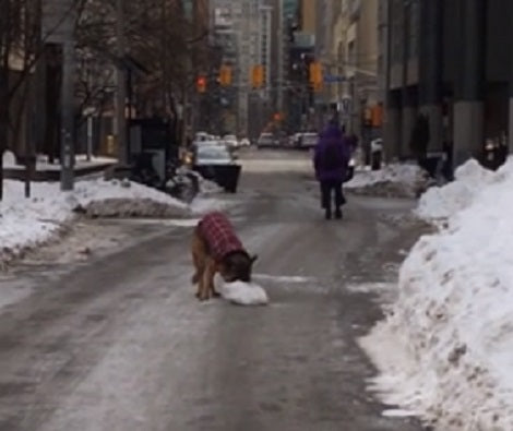 Watch How This Adorable Pup Carries Her Prized Possession Like A Boss!