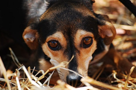 5 Ways To Avoid Paying Expensive Vet Bills For Your Pups