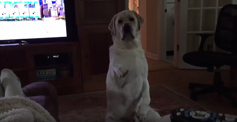 What This Pup Does For That Delicious Piece Of Bagel Is Going To Make You Laugh!