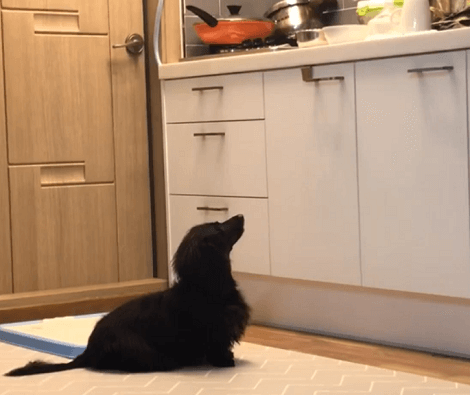 Adorable Pup Desperately Wants To Know What Mom's Cooked! Check Out His Curiosity!