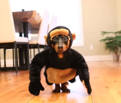 Have You Ever Seen A Monkey Pup? This Is Going To Make You Laugh!
