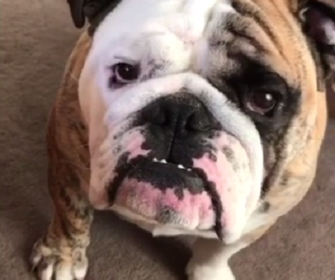 Okay Let's Be Silent Because This Pup Is About To Sing The Song Of His People!