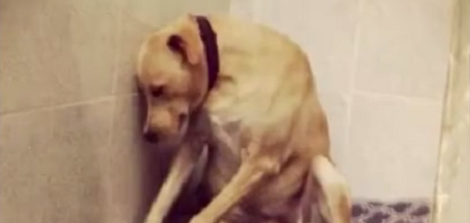 World's Saddest Dog Finally Finds Her Forever Loving Home