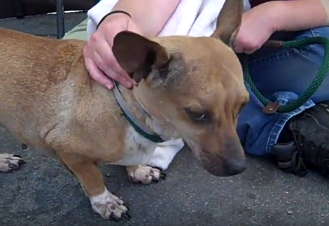 Sad And Depressed, This Pup Is Looking For Her Forever Home. Can You Help?