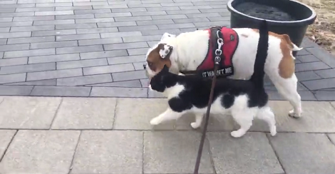 Aww! This Cat Is Completely In Love With Her Canine Companion!