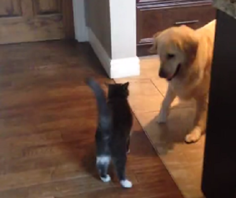 All This Pup Wants To Do Is Play With The Cat... No Matter What!