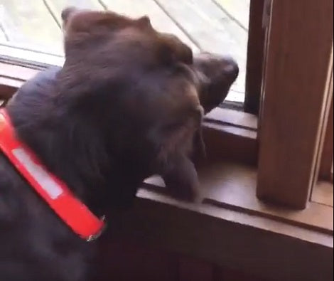 Their Pup Was Acting Strange Near The Window. When They Saw Why? Hilarious!
