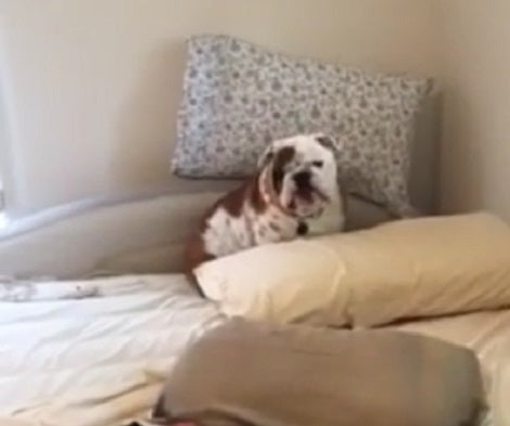 Their English Bulldog Was Hatching A Plan. What She Planned On Doing? Hilarious!